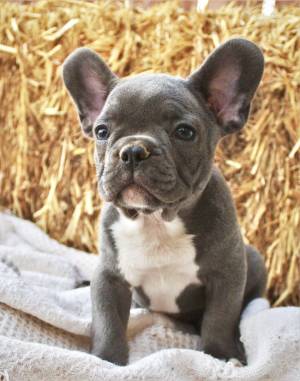 BULLDOG rrrbFRANCES REGALO (streilleybiancco@gmail.com)