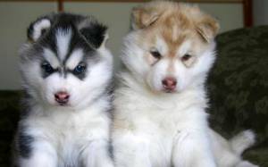 rrr HUSKY SIBERIANO CACHORROS DISPONABLES PARA REGALO