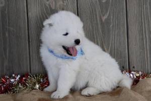 SAMOYEDO gg CACHORROS PARA ADOPCION ./,