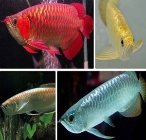 Dorado , Rojo y otras especies de Arowana disponables