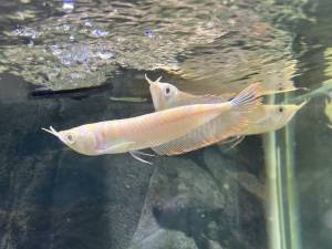 /Dorado , Rojo y otras especies de Arowana disponables