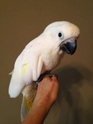 Cacatúa paraguas parlante Disponible