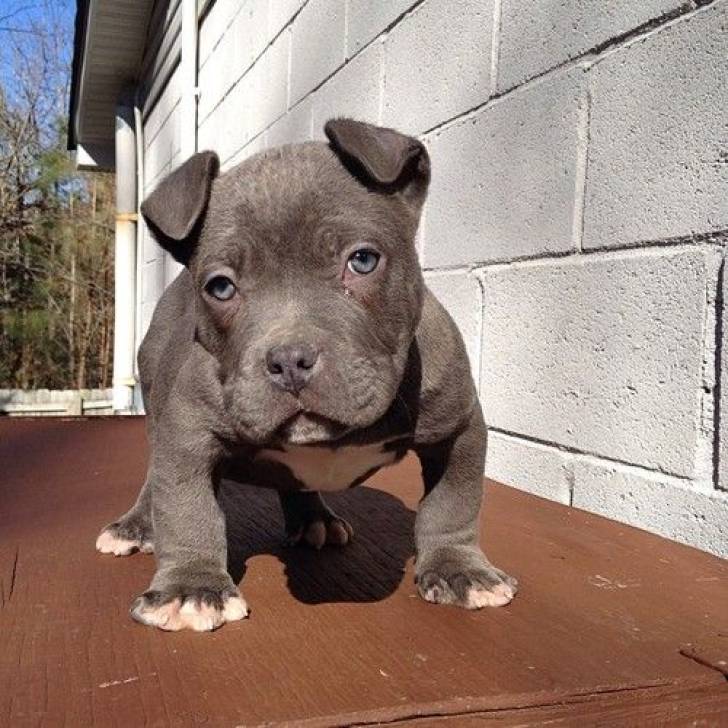 wq/ Cachorros Pitbull disponables para Adopcion