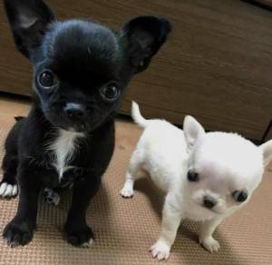 REGALO CACHORROS DE CHIHUAHUA MINI TOY