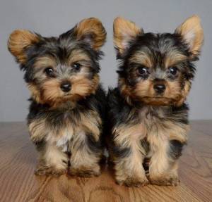 REGALO CACHORROS DE YORKSHIRE TERRIER MINI TOY