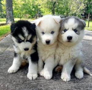 REGALO CACHORROS DE HUSKY SIBERIANO