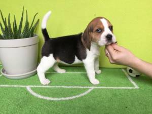 REGALO CACHORROS DE BEAGLE MACHO Y HEMBRA