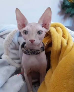 Gato egipcio de un año
