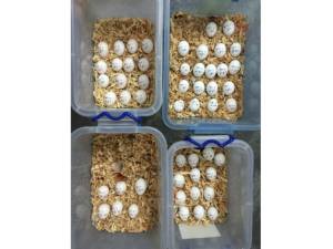 Impresionantes pájaros loros y huevos de loros