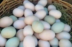 Huevos y aves de loros y aves de calidad disponibles