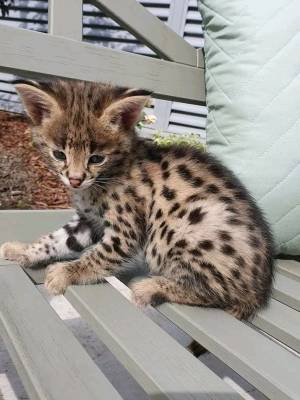 Gatitos bengalíes de alta calidad.