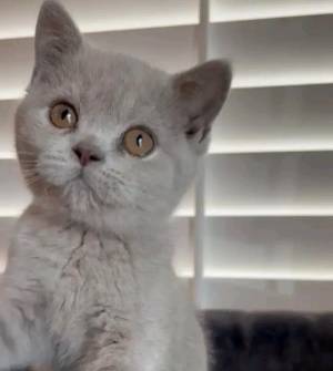 Gattios British for rehoming