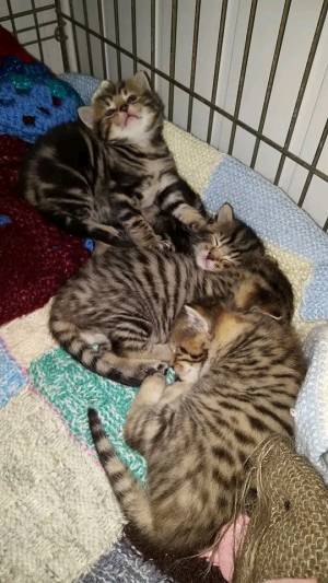 Gattios British for rehoming