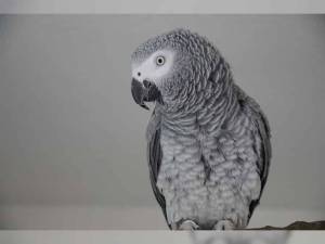 ++Regalo Preciosos loros Grises Africanos. ,.ll.;.;;´´