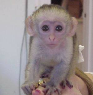 .++Regalo Monos Capuchinos  ./;