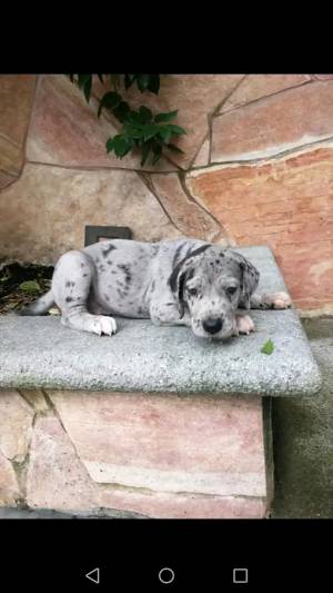 Cachorros de gran danés para realojo