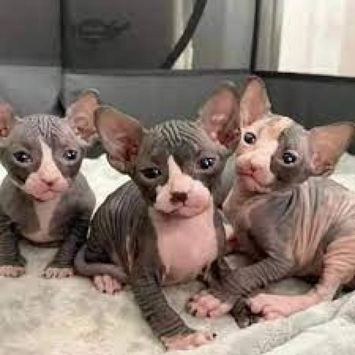 pl/ Sphynx ,  macho y hembra brillante para REGALO