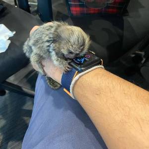 Monos tití machos y hembras disponibles DBFN