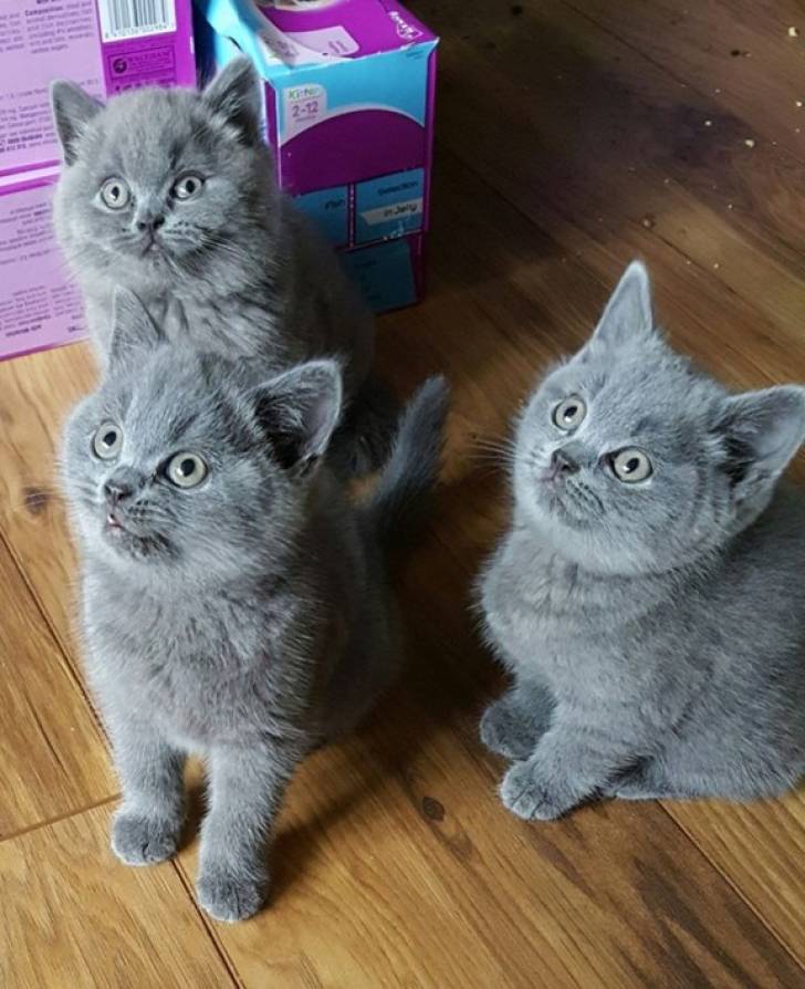 GATITOS DE BRITÁNICO CABELLO  ytu CORTO