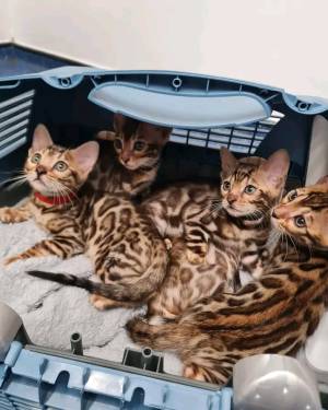 Gatitos de Bengala para realojamiento