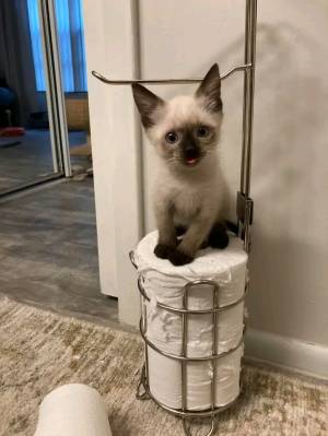 swii: Adorables gatitos cf Siamese para realojar