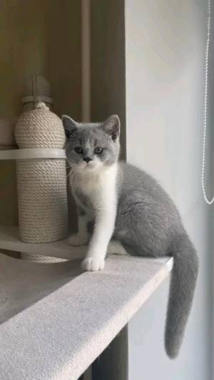 Adorables gatitos bmm británico para realojar