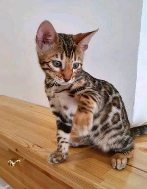 Adorables gatitos bb bengalíes para realojar