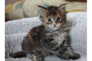 Adorables gatitos Maine coon para realojar