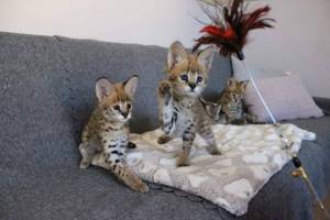Gatitos F1 Savannah disponibles para la vAVSBD