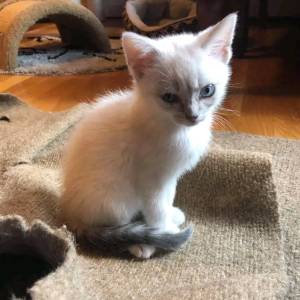 Adorables ff gatitos siames para realojar