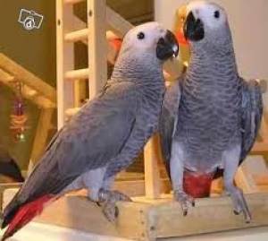 REGALO LOROS YACOS PAPILEROS:(WHATSAPP: (+34632737642)