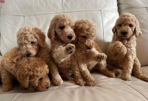 REGALO CACHORROS CANICHES(WHATSAPP:+34632737642)-..