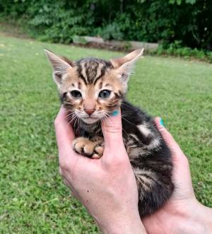 Adorables gatitos yyu bengalíes para realojar