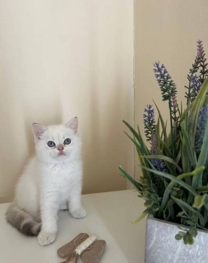 Gatitos británicos de pelo corto    b