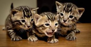 REGALO GATITOS BENGALA:(WHATSAPP:+34632737642);;;;