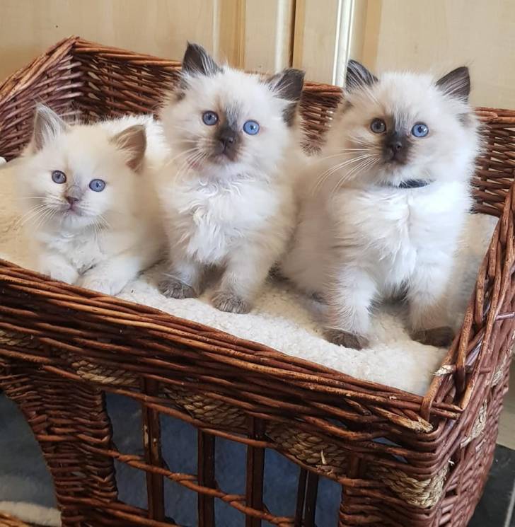 y./ RAGDOLL GATITOS PARA ADOPCION