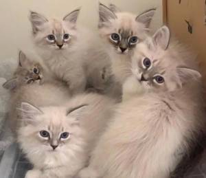 REGALO GATITOS SIBERIANO:(WHATSAPP:+34632737642)oxx