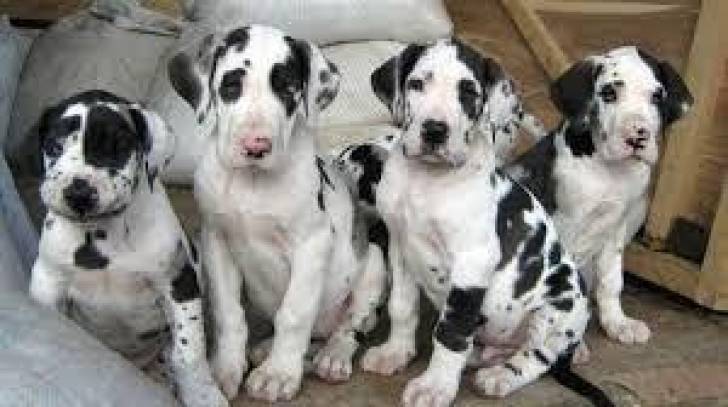 u/ GRAN DANÉS CACHORROS DISPOANBLES PARA ADOPCION