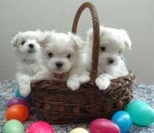 BICHON MALTES EN REGALO:(WHATSAPP+34632737642) yyw