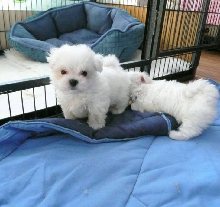 ji// Lindos bichon maltesa cachorros para regalo ahora