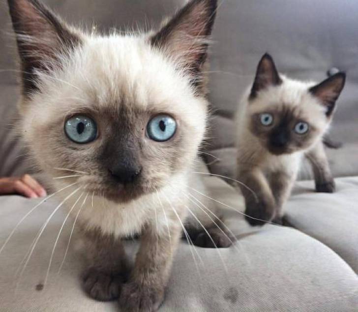 pp;´ Regalo siamese gatitos para un buen hogar