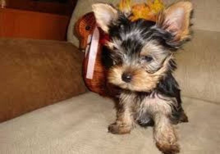 !./.x Cachorros de Yorkshire registrados (+34613469246)