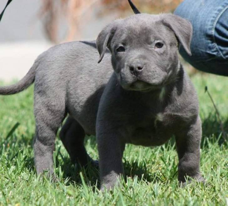 20PITBULL ❤️ gatitos disponables para adopcion