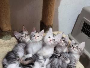 Macho y Hembra gatito maine coon