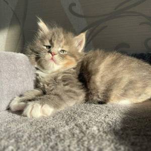 Hembra y Macho Gatitos Maine Coon en Adopcion