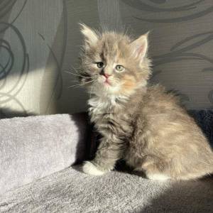 Gatos Maine Coon hembra y Macho