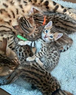 Gatito Bengali en adopcion