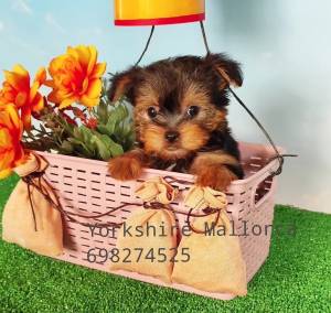 Yorkshire cachorros  698274525