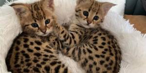 GATITOS SAVANNAH F1 EN ADOPCION(WATSAPP +34632737642)cv