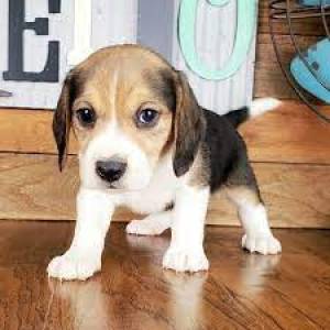 REGALO CACHORROS BEAGLE (WHATSAPP:(+34632737642)